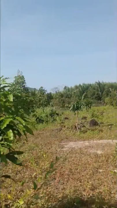 Đất Farm 10.000m² tại Thanh Sơn, Định Quán, Đồng Nai - Giá 1.7 tỷ, Sổ đỏ chính chủ!