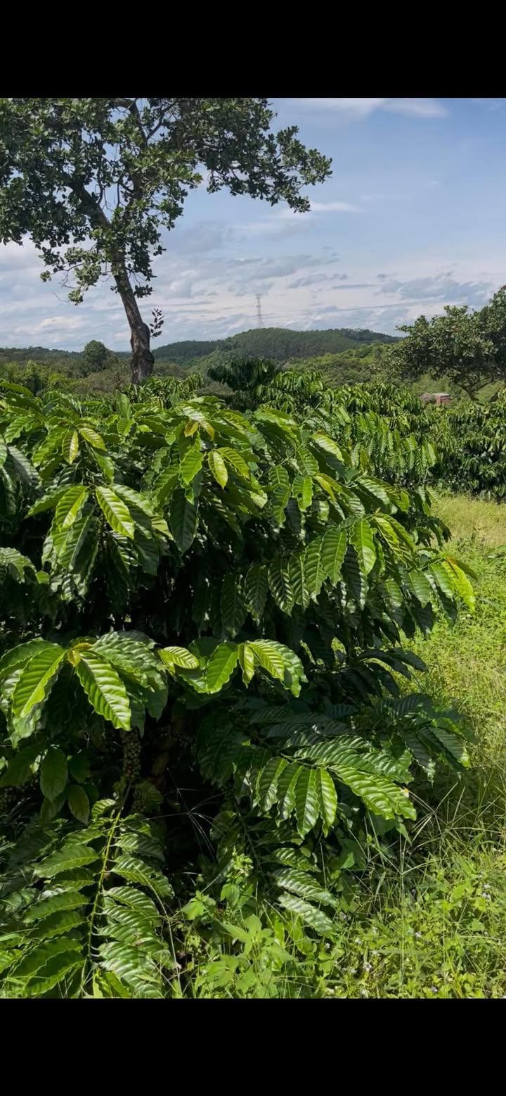 Đất nền 3312m² tại Trúc Sơn, Cư Jút, Đắk Nông - Giá chỉ 1.9 tỷ!