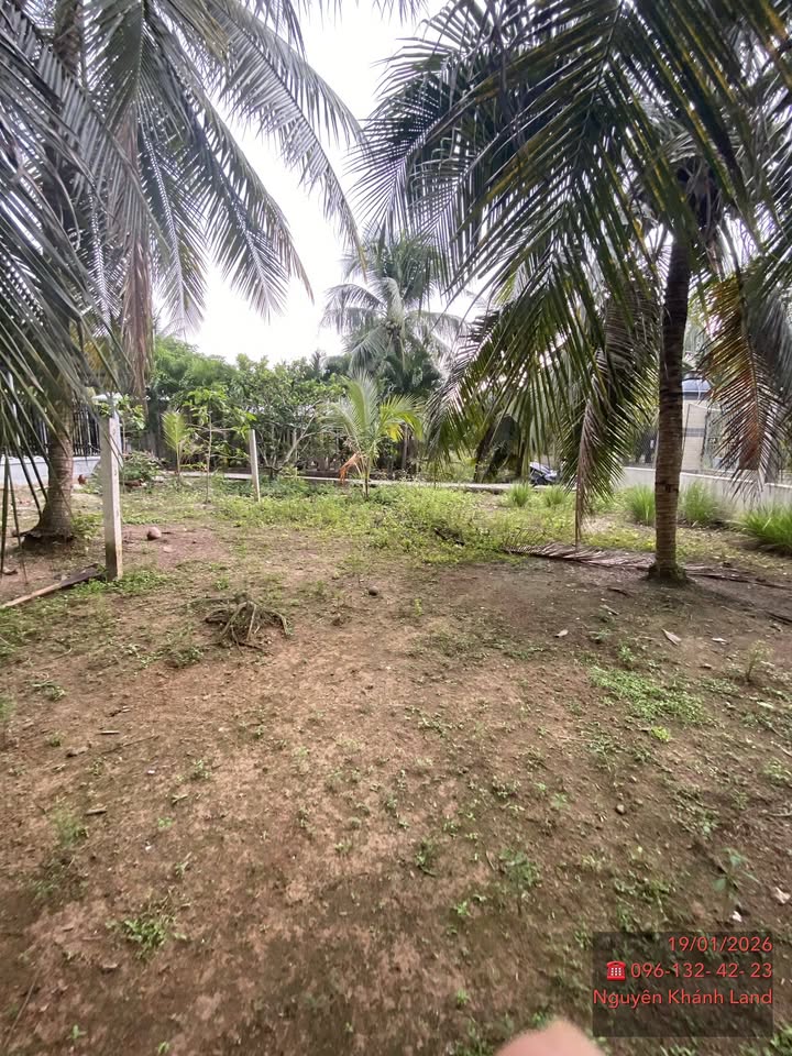 Đất nền xã Tam Phước, Châu Thành, Bến Tre 712m² giá chỉ 999 triệu - Thổ cư 100%!