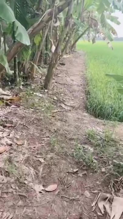 Đất vườn 1000m² tại Ấp Hòa Hưng, Long Đức chỉ 300 triệu - Cơ hội đầu tư hấp dẫn!