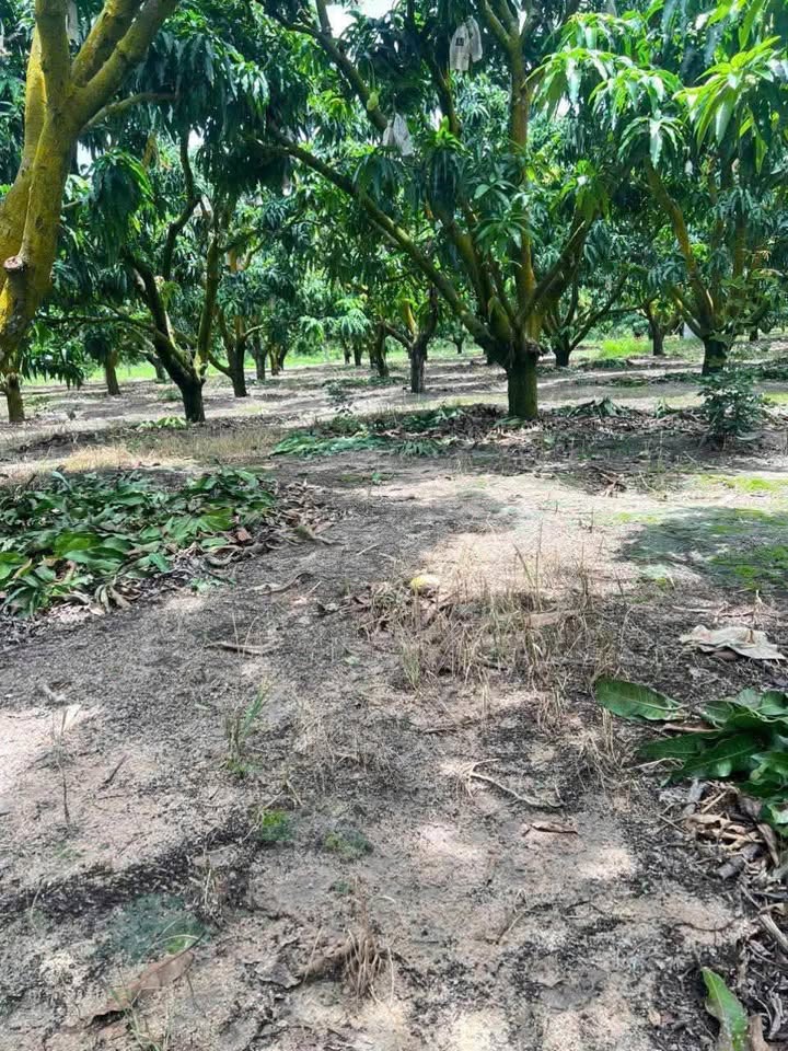 Vườn xoài Suối Tân 1000m² giá 1 tỷ - Đầu tư sinh lời ngay!