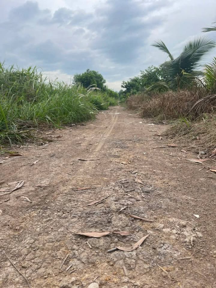 Đất vườn Lương Hòa Bến Lức 11089m² giá 12 tỷ - Đầu tư sinh lời ngay!