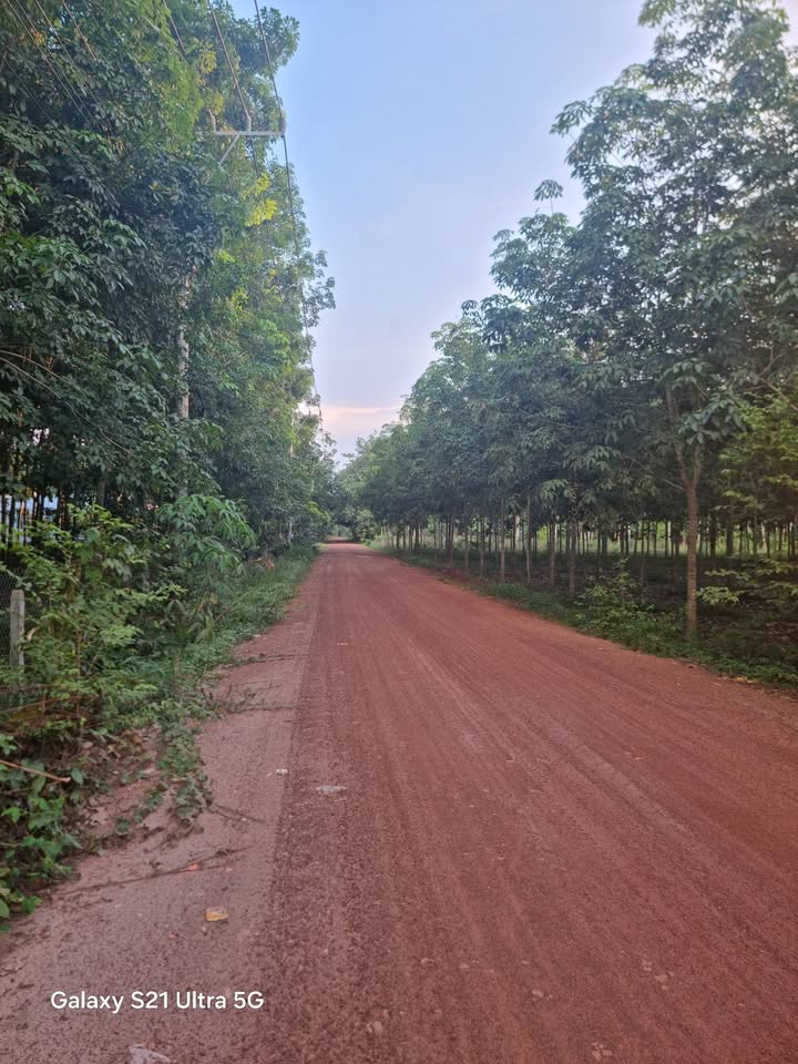 Đất nền Xã Phước Hòa, Huyện Phú Giáo 6000m² giá 1 tỷ - Cách dân cư 500m!