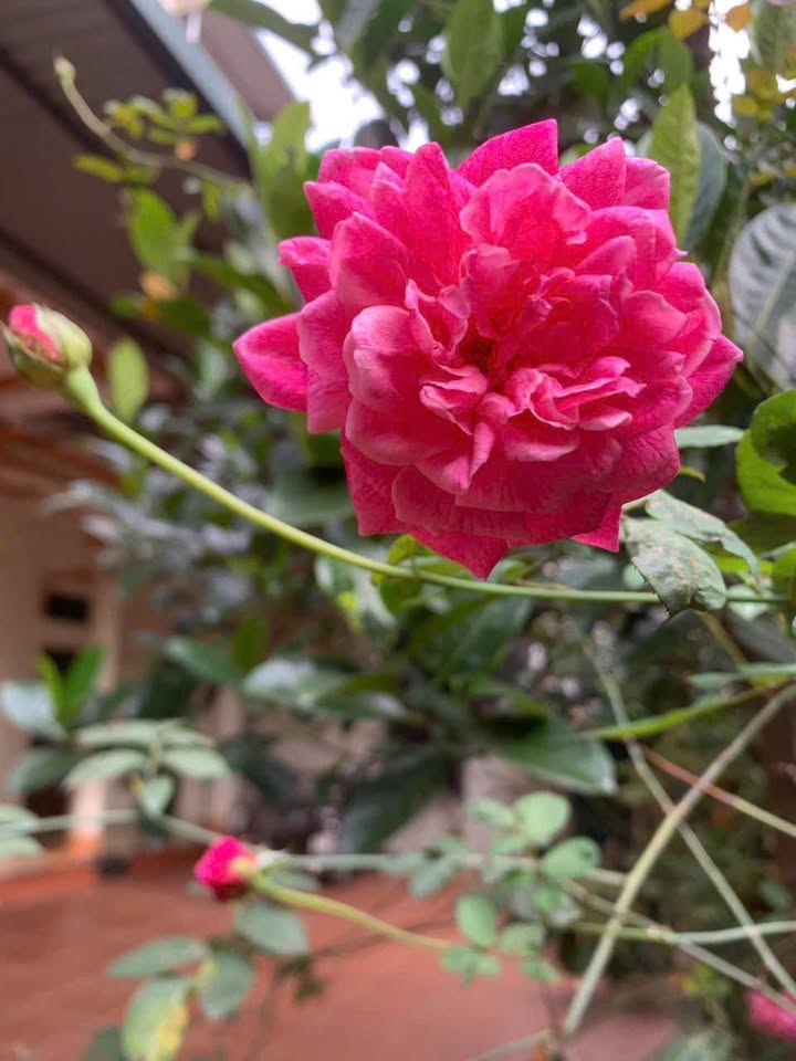 Đất thổ cư 400m² tại xã Xuân Hòa, Lập Thạch 1.32 tỷ - Tiềm năng tăng giá cao!