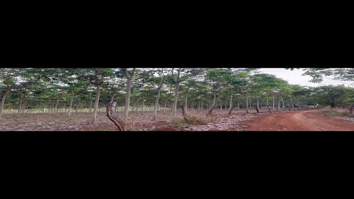 Đất Farm 20.000m² tại Bình Minh, Bù Đăng - Giá chỉ 2 tỷ, view hồ tuyệt đẹp!