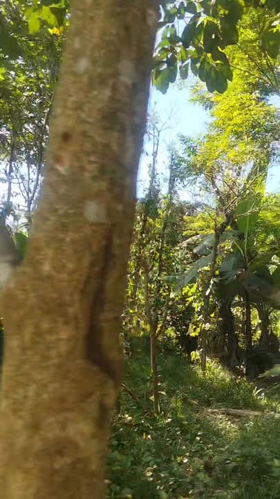 Farm đất Tiên Thọ 4500m² giá 2.4 tỷ - Tận hưởng cuộc sống yên bình ngay hôm nay!