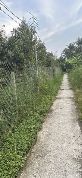 Farm 2500m² tại Ấp Bình Phong, Cai Lậy chỉ 20 tỷ - Đầu tư sinh lời ngay!