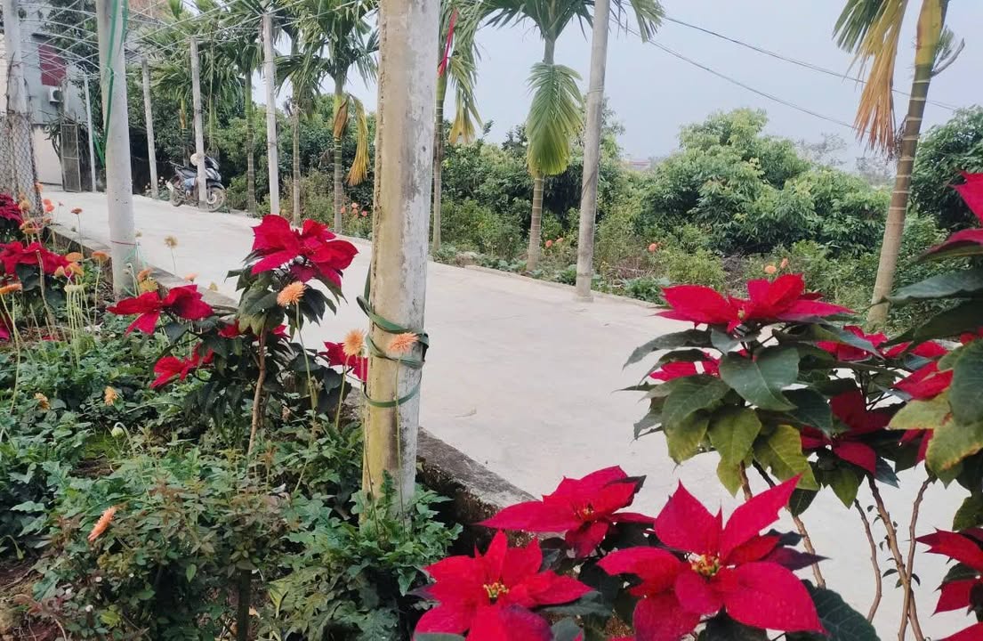 Đất vườn 1500m² tại Tân Chi, Bắc Ninh - Giá chỉ 1 tỷ - Cơ hội đầu tư hấp dẫn!