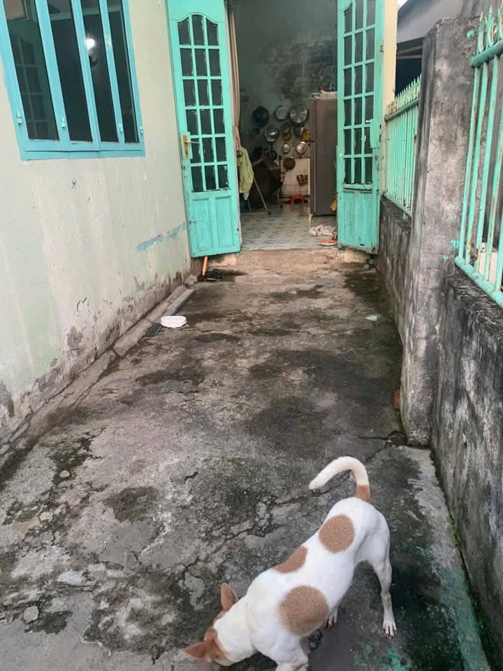 Nhà C4 Khu Phố Long Điềm, Long Bình Tân, Biên Hòa - Diện tích 98m², Giá 1.6 Tỷ VND, Sổ Riêng