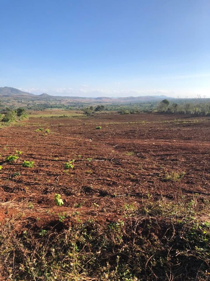 Đất Farm 1,5ha tại Chư Pưh, Gia Lai - Cho thuê 35 triệu/năm