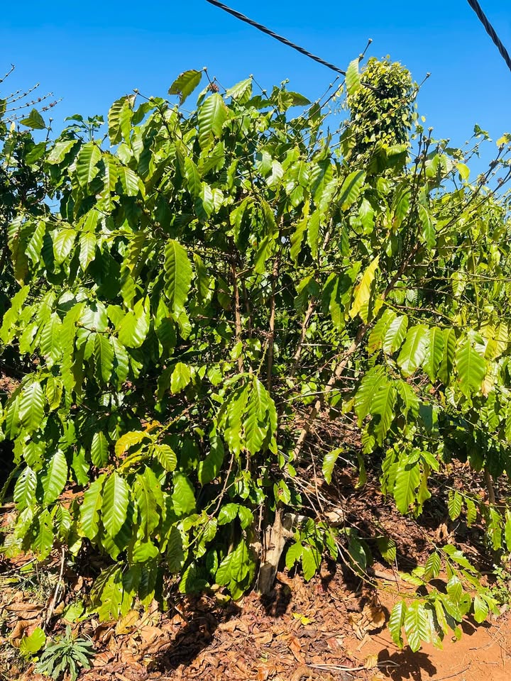 Farm 4ha tại Xã Bàu Cạn, Chư Prông, Gia Lai - Đầu tư sinh lời cao!