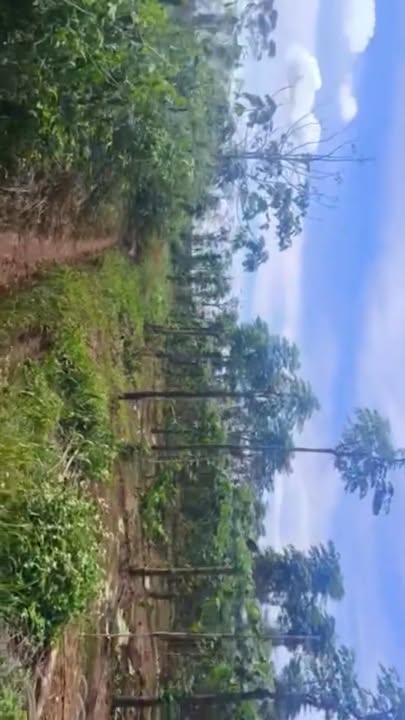 Đất Farm Chính Chủ Tại Xã Đăk Yă, Mang Yang - Diện Tích 2.6ha, Giá 2.6 Tỷ