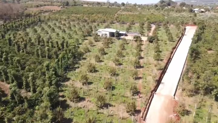 Farm đất đỏ bazan 2,1ha tại Ia Khươl, Chư Păh, Gia Lai giá 4.75 tỷ - Đầu tư sinh lời!