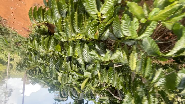 Đất Farm tại Thị trấn KBang, Gia Lai 1,87ha giá 1,1 tỷ - Sổ đỏ chính chủ!