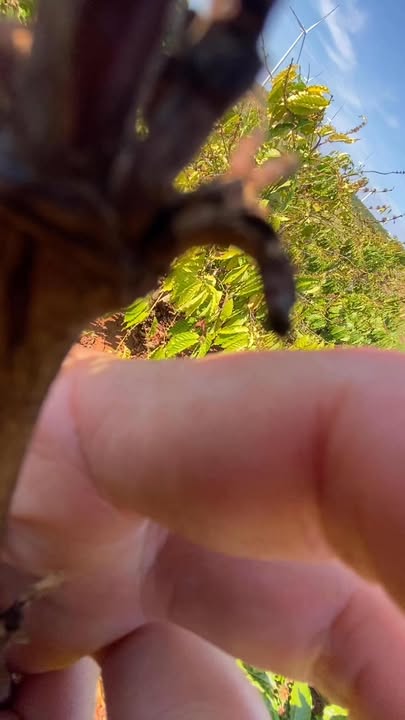 Đất nông nghiệp xã Chư Don, huyện Chư Pưh, Gia Lai 10.000m² giá 1.8 tỷ - Đầu tư sinh lời bền vững!