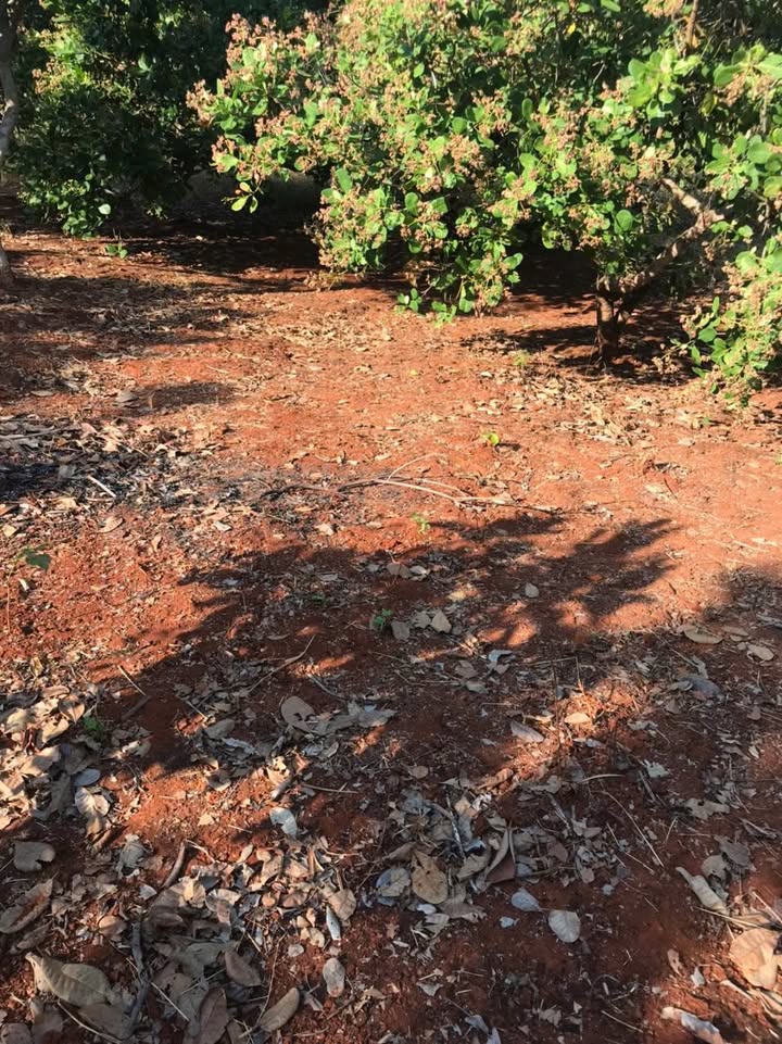 Đất rẫy 1,1 ha tại Ia Pnôn - Đức Cơ - Gia Lai giá chỉ 700 triệu