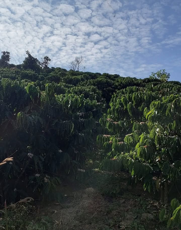 Đất Farm 16,200m² tại Xã Tân Văn, Huyện Lâm Hà - Giá chỉ 3 tỷ, sổ hồng chính chủ!