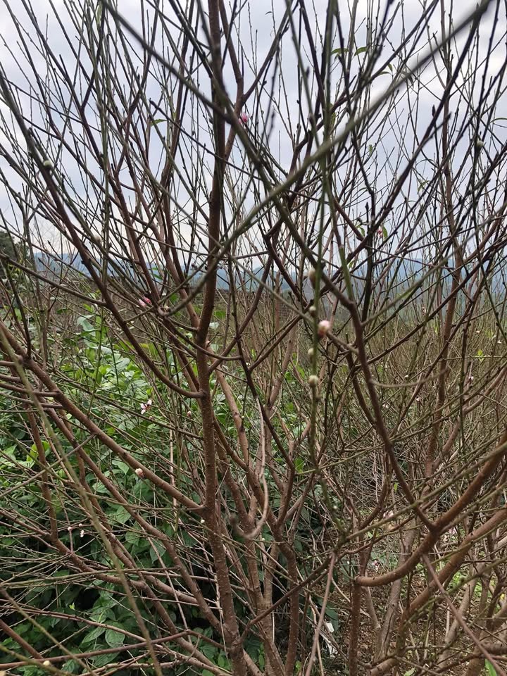 Đất nền thổ cư 100m² tại đường Ngô Quyền, Hà Tĩnh - Giá đầu tư hấp dẫn!