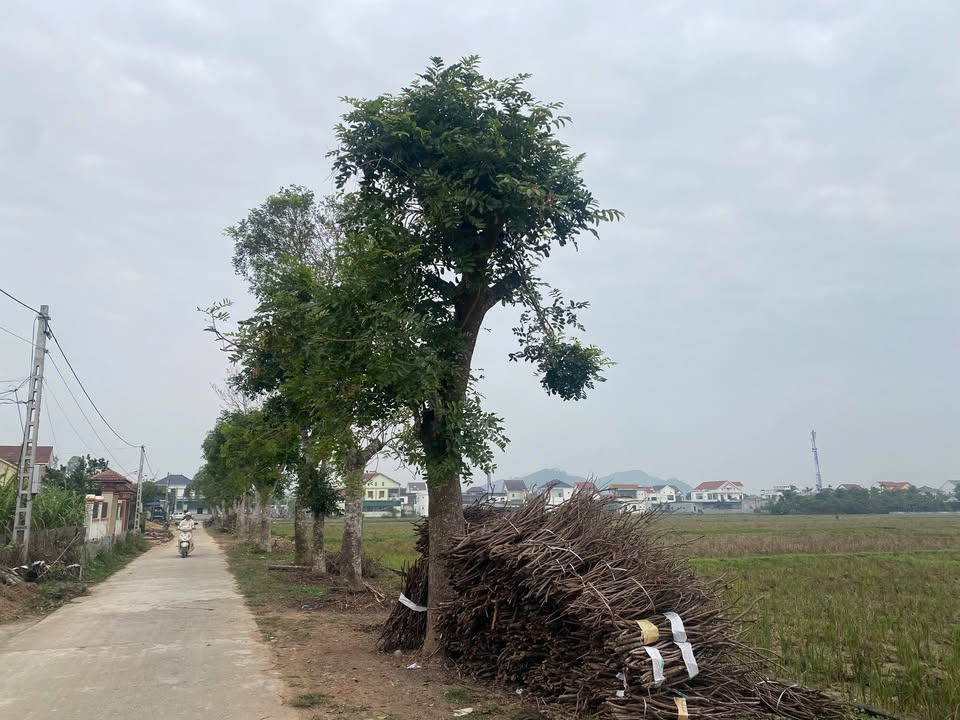 Đất nền Tân Thành, Yên Thành 309m² giá chỉ 2-3 tỷ - Cơ hội đầu tư tốt!