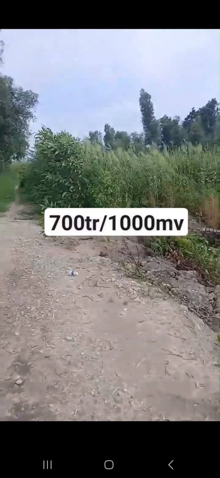 Đất nền 3000m² tại Xã Lương Hòa, Bến Lức - Giá chỉ 700 triệu!