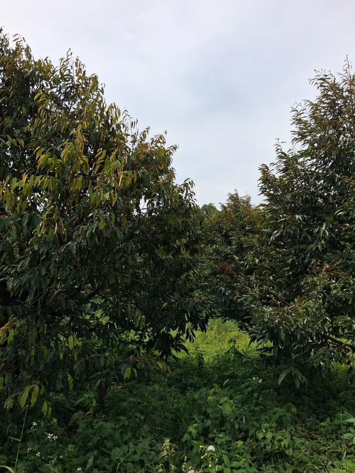 Đất vườn 60.000m² tại Đắk Búk So, Tuy Đức giá 7 tỷ - Cơ hội đầu tư sinh lời!