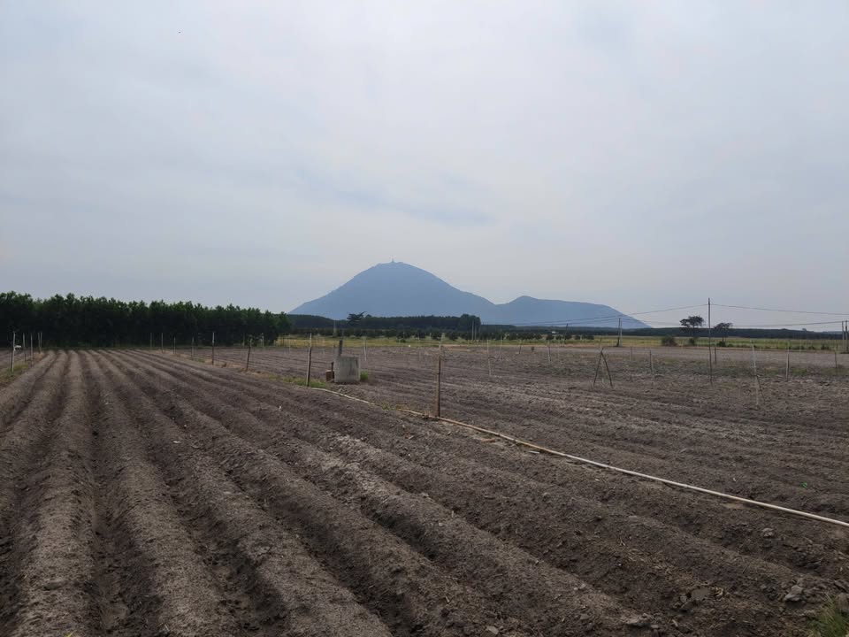 Đất thổ cư Tân Hưng, Tân Châu 1460m² - Cơ hội đầu tư hấp dẫn!