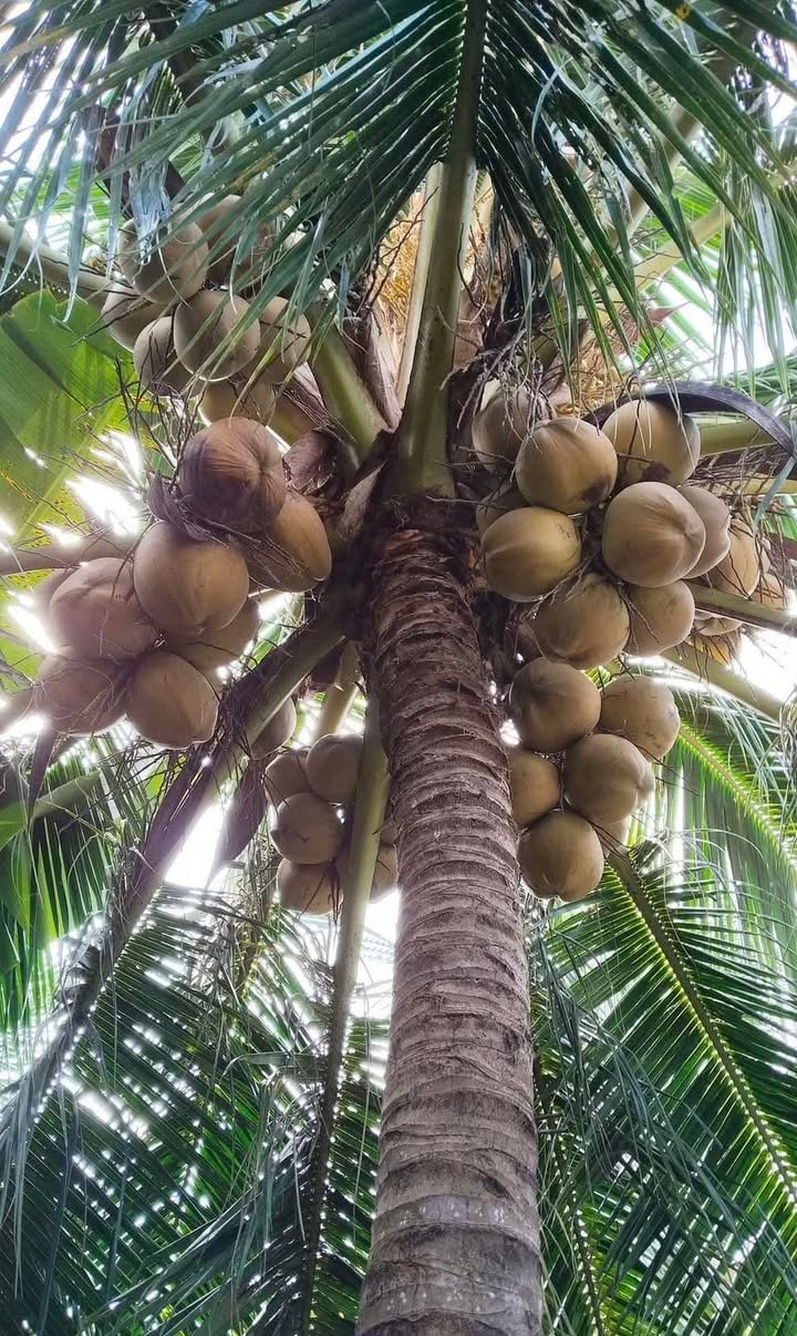 Đất nền 18000m² xã Tân Hội, huyện Mỏ Cày Nam giá 5.04 tỷ - Cơ hội đầu tư hấp dẫn!