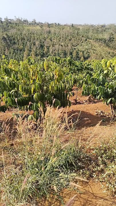 Đất nền đường thông chuyên Hàm Thuận Bắc 10.000m² giá 2.7 tỷ - Cơ hội đầu tư hiếm có!