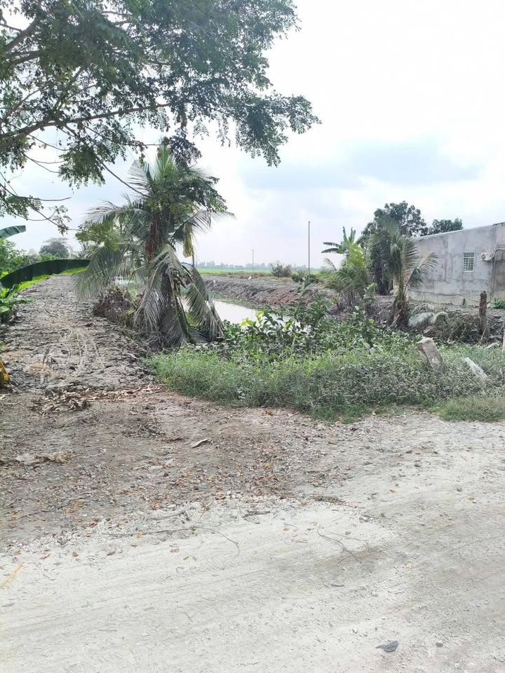 Bán đất 19 công Kênh T6, An Giang - Giá chỉ 1 tỷ - Sổ hồng sẵn!