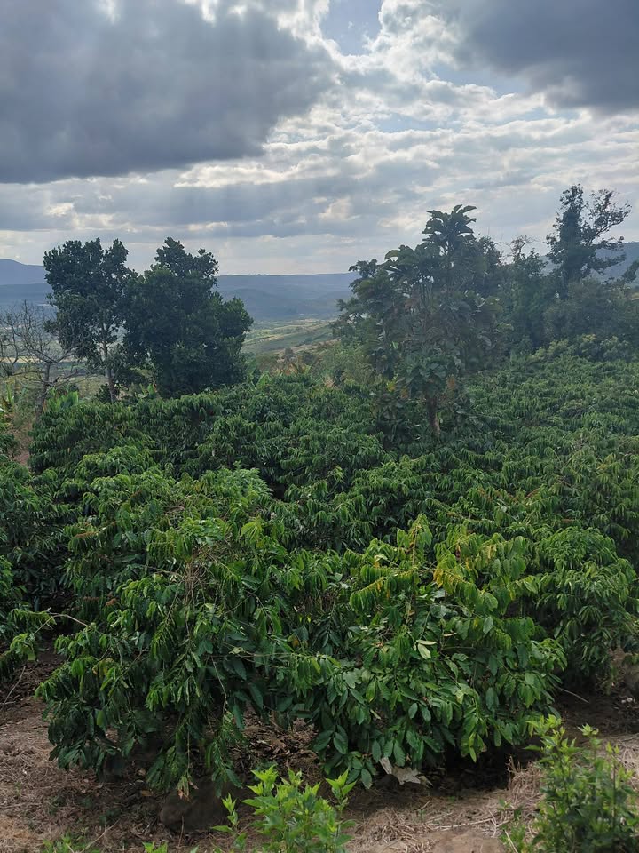 Đất nền Huyện Lâm Hà 360m² giá 350 triệu - Cơ hội đầu tư lý tưởng!