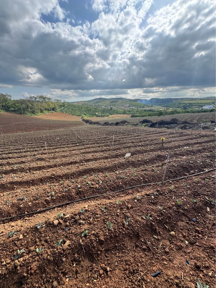 Đất nền xã Tà Năng, Lâm Đồng 21600m² giá 3.96 tỷ - Cơ hội đầu tư sinh lời!