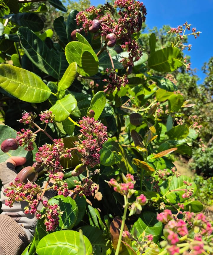 Farm đất điều 32.000m² tại ấp Cái Chanh - Giá chỉ 75 triệu!