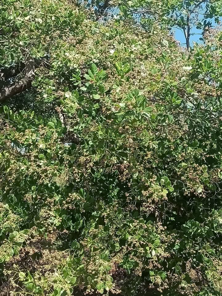 Đất nền 14.000m² tại xã Bình Minh, huyện Bù Đăng - Giá 58.8 tỷ VND, thương lượng