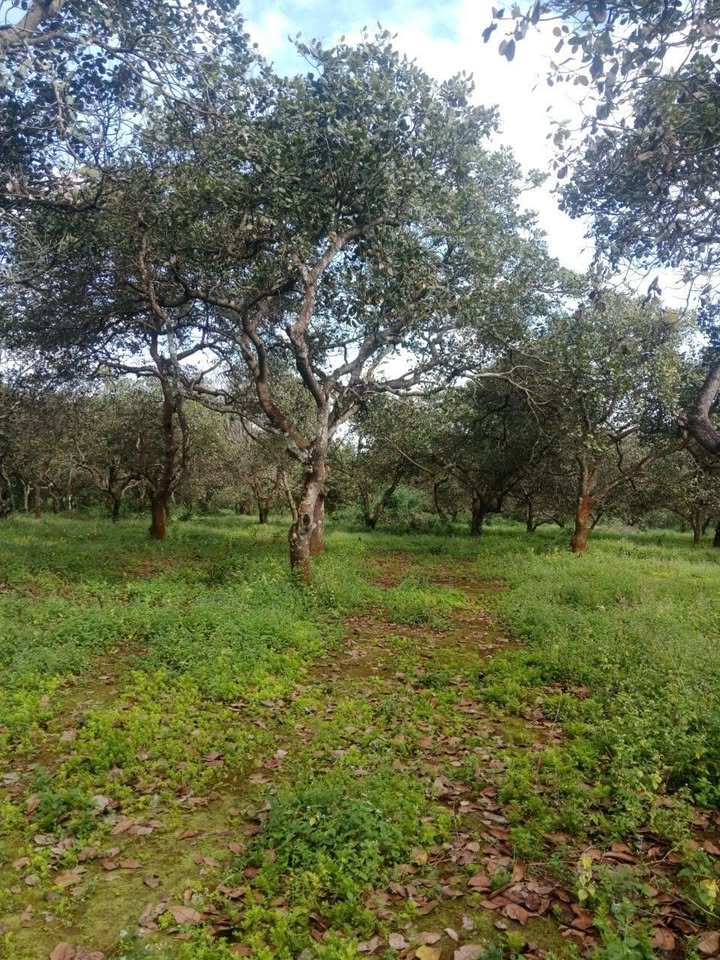 Đất nông nghiệp 9ha tại Xã Thống Nhất, Huyện Bù Đăng - Giá chỉ 1,55 tỷ!