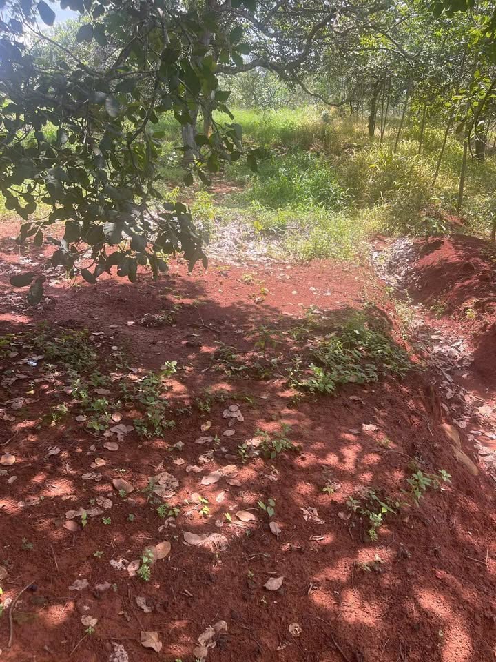 Đất nền 1ha2 tại xã Phú Riềng, giá 1.3 tỷ - Cơ hội đầu tư hiếm có!