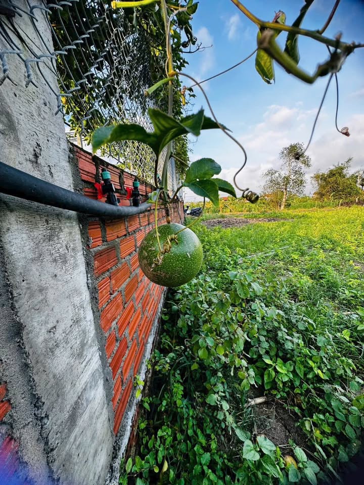 Đất nền thổ cư Xã Bình Hiệp 400m² giá tốt - Mặt tiền đường bê 23m