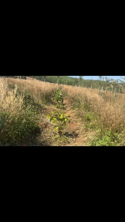 Farm 2ha tại Tuy Đức, Đắk Nông giá 2.2 tỷ - Đầu tư sinh lời bền vững!