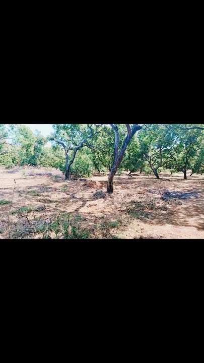 Đất vườn điều 6ha tại xã Bom Bo, Bù Đăng - Giá chỉ 8.4 tỷ