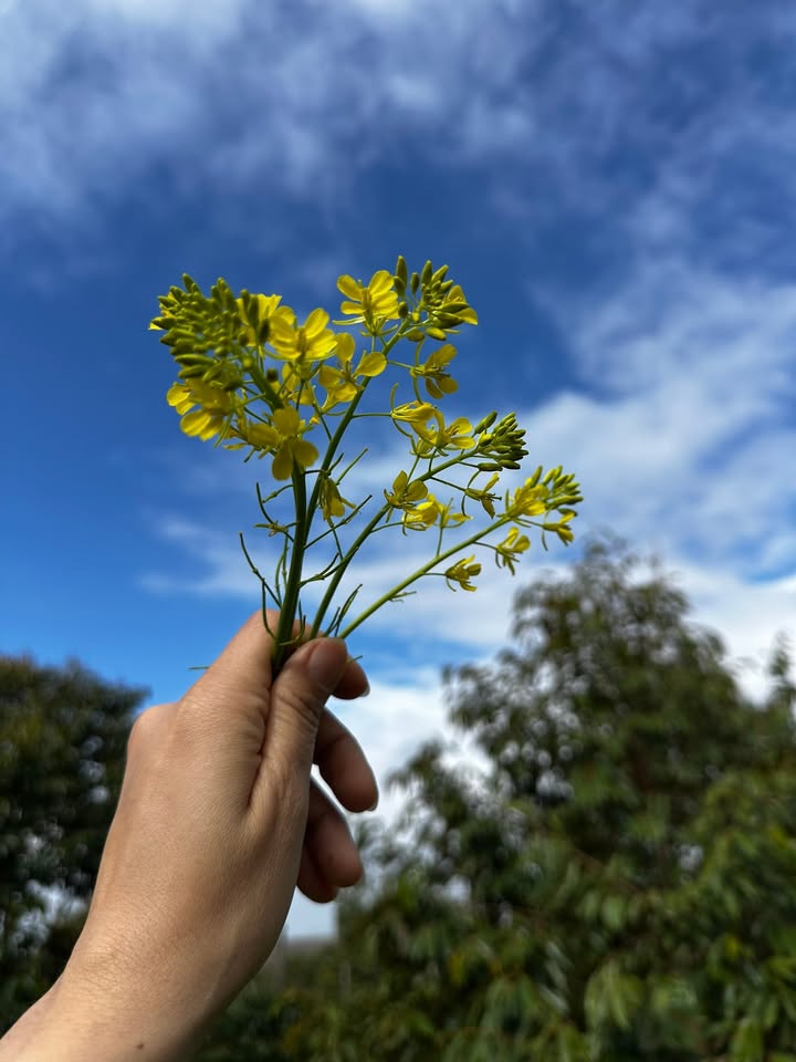 Đất nền Thị trấn Chư Sê 252m² giá 415 triệu - Cơ hội đầu tư tuyệt vời!