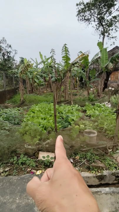 Đất thổ cư Thôn An Việt, Cẩm Thành 200m² giá chỉ 800 triệu - Cơ hội đầu tư hấp dẫn!