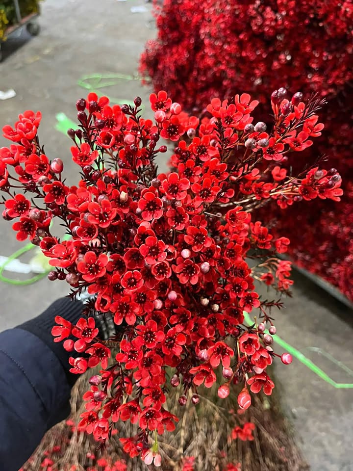 Đất nền Quốc lộ 19, Đức Cơ, Gia Lai 2800m² giá 2.8 tỷ - Tiềm năng kinh doanh lớn!