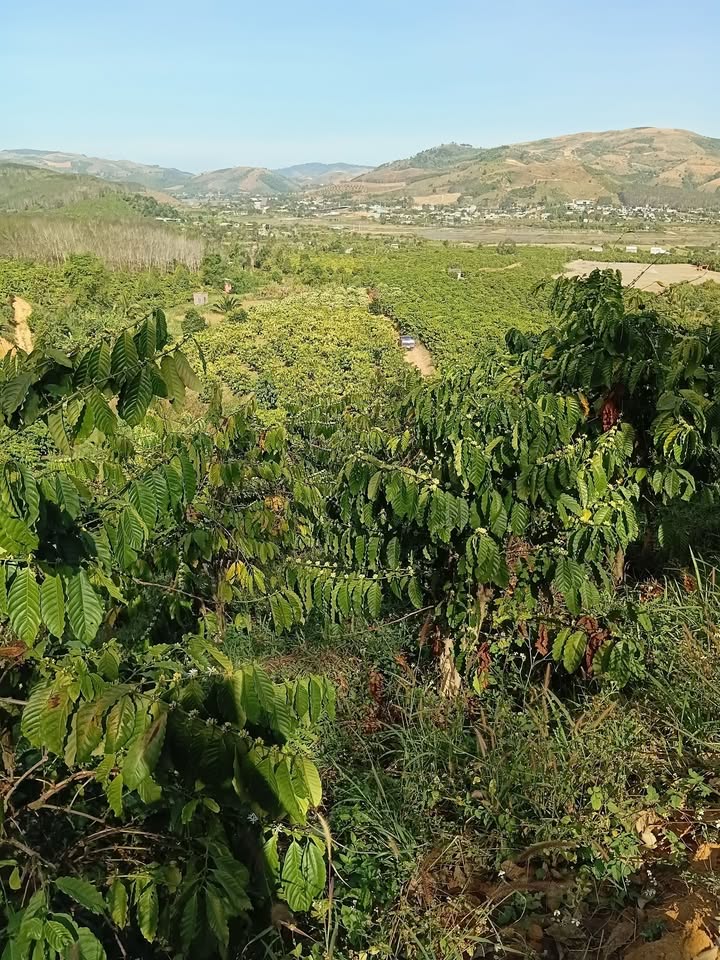 Đất Farm 1,9ha tại Măng Tôn, Bờ Y - Giá chỉ 3,5 tỷ, vị trí đắc địa cho kinh doanh!