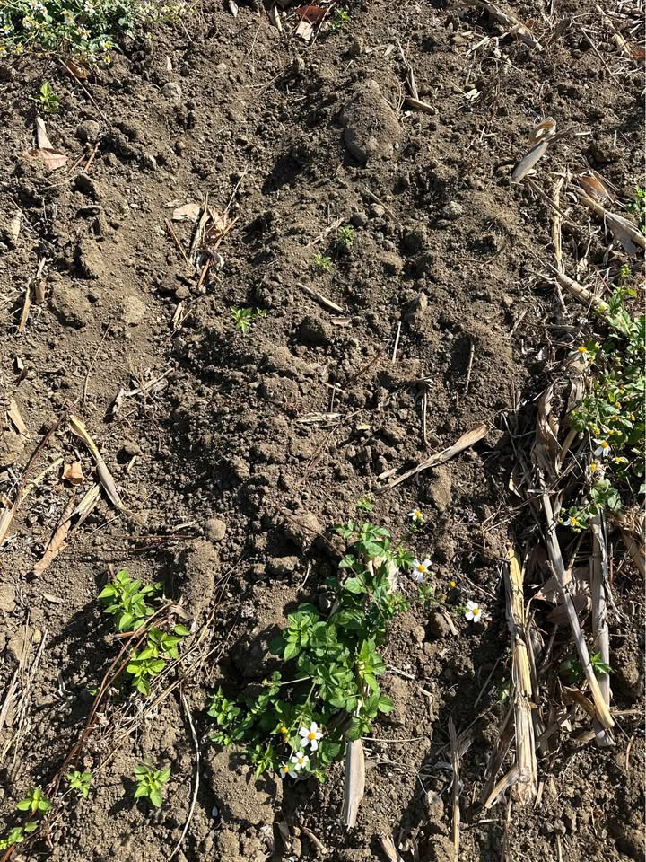 Farm 8 sào tại xã Ea H'leo, Đắk Lắk giá chỉ 590 triệu - Đất đen màu mỡ, có hồ nước tuyệt đẹp!