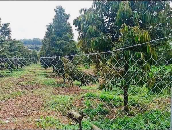 Vườn Sầu Riêng Phường Dĩ An 2200m² giá 270 triệu - Đầu tư sinh lời ngay!