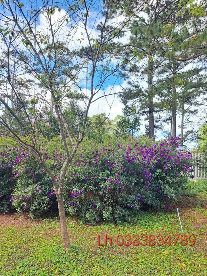 Đất du lịch Đường Võ Thị Sáu, Xã Măng Cành, 154m² - Cơ hội đầu tư hấp dẫn!