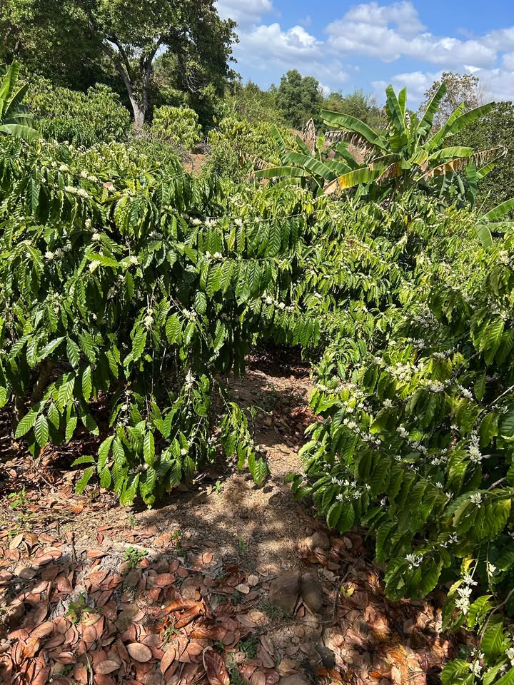 Farm Tiêu và Cà Phê Thôn 9 Tân Hoà, 14.400m² - Giá 4.68 tỷ