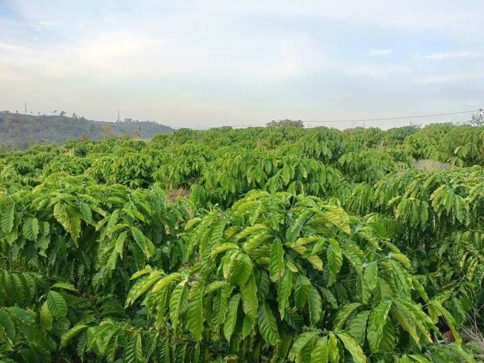 Đất nông nghiệp tại Thôn 13, Tân Hoà, 4000m² giá chỉ 599 triệu - Cơ hội đầu tư hấp dẫn!