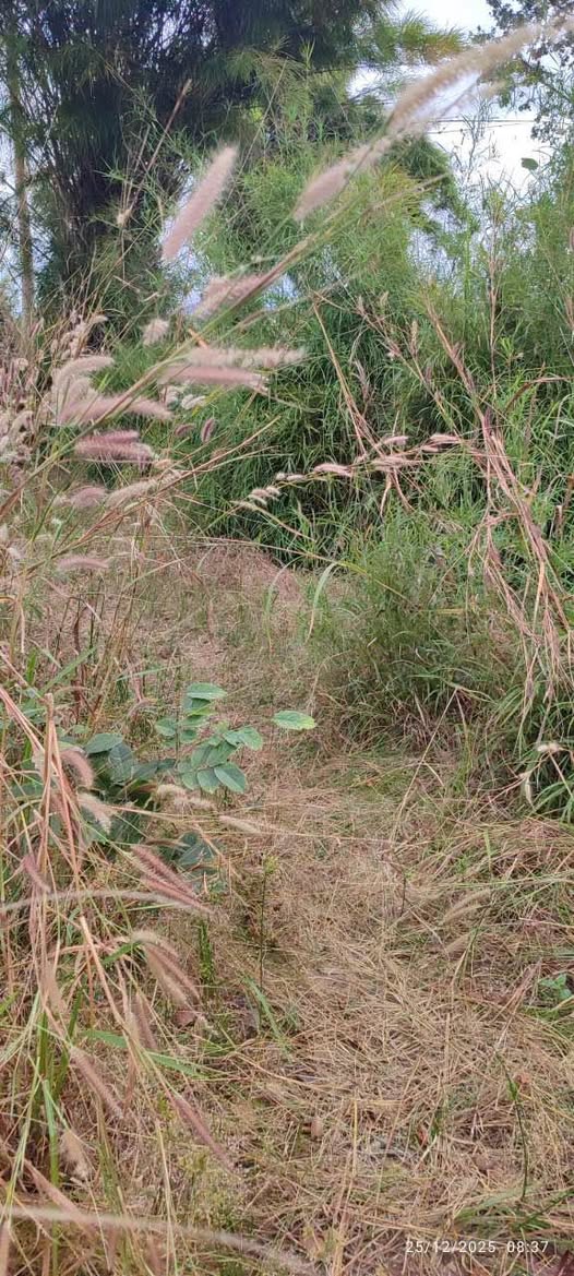 Đất cho thuê 70 hecta tại Ea H'leo, Đắk Lắk - Giá chỉ 4,5 tỷ/năm!