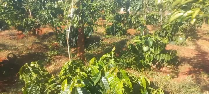 Đất Farm 1ha tại Chư Prông, Gia Lai giá chỉ 2,5 tỷ - Cơ hội đầu tư tuyệt vời!