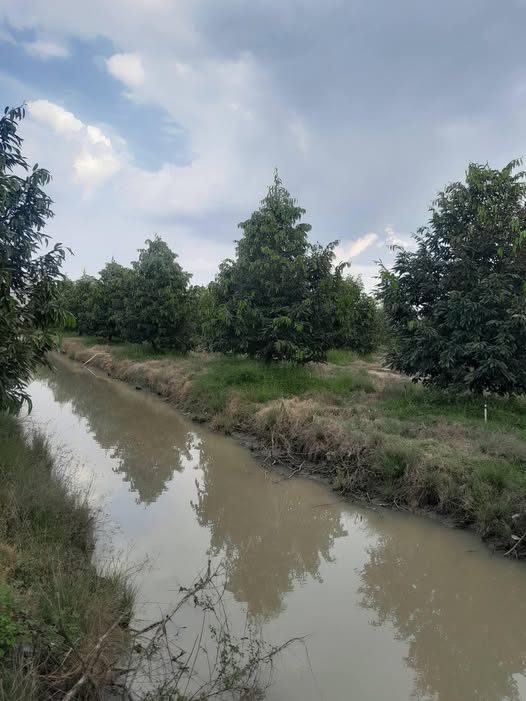 Farm Sầu Riêng 120 gốc tại Xã An Khánh, Huyện Châu Thành - Cho thuê giá chỉ 1.1 triệu/năm!